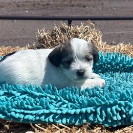 Girl 1 - Liver and white female Shihpoo puppy in Junction, Utah from Sugar Doodles