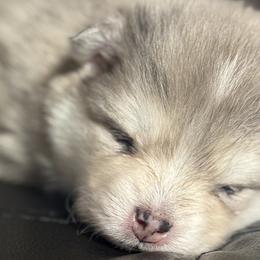 Pomskies from Pinkie's Pomskies