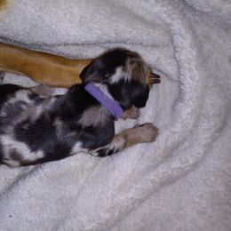 American Leopard Hound Puppies from Black Dragon Hounds
