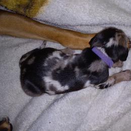American Leopard Hound Puppies from Black Dragon Hounds