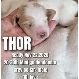 Thor - Grey Collar - Parti male Goldendoodle puppy in Fort Worth, Texas from Stacy Warwick