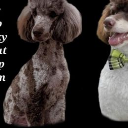 Goldendoodles from Old Mill Goldendoodles