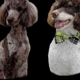 Goldendoodles from Old Mill Goldendoodles