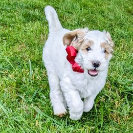 Red Boy - Parti Goldendoodle puppy in Piedmont, South Carolina from Mountain Ridge Doodles