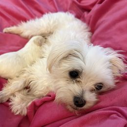 Maltese and Maltipoo Puppies from Julie Tremblay
