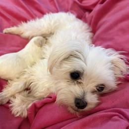 Maltese and Maltipoo Puppies from Julie Tremblay