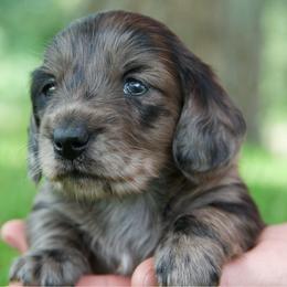 Sasha - Dapple female Dachshund puppy in Griffin, Georgia from Always Trippin' Doxie Life