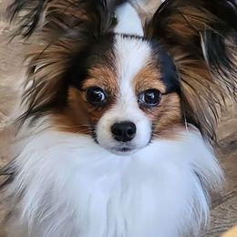 Freddie - Papillon