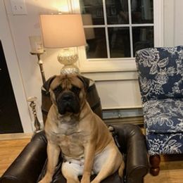 Bullmastiffs and French Bulldogs from TopNotch