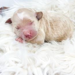 Male Four - Apricot male Goldendoodle puppy in Davison, Michigan from Dreaming Doodles