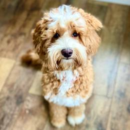 Lexi - Australian Labradoodle