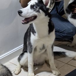 Roxy - Black and white female Siberian Husky puppy in Hyattsville, Maryland from Delawn Vernon
