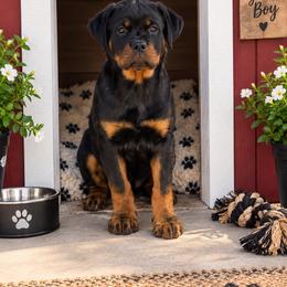 Flash - Black and mahogany male Rottweiler puppy in Parker, Colorado from Denver Rottweilers