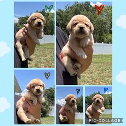 Black Collar Male - Yellow male Labrador Retriever puppy in Kissimmee, Florida from SunState Labs