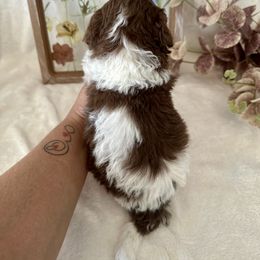 Aussiedoodle, Bernedoodle, Goldendoodle, and Poodle Puppies from Vallevistadoodles