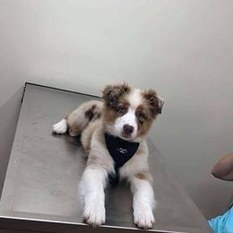 Australian Shepherd Puppies from Nature Coast Aussies