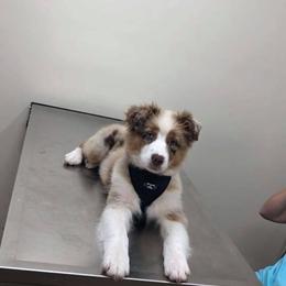 Australian Shepherd Puppies from Nature Coast Aussies