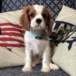 Cavalier King Charles Spaniel Puppies from CAVALMAGNE