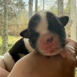 Jerry - Black and white male Shih Tzu puppy in Skipperville, Alabama from Nay Nay’s Babies