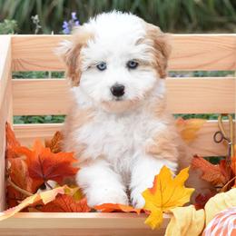Amy - Red female Bernedoodle puppy in Rose Hill, North Carolina from Red Door Canines