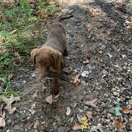 Chesapeake Bay Retriever Puppies from Hickory Creek Chesapeakes