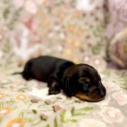 Mercutio - Wild  boar and tan male Dachshund puppy in Nampa, Idaho from 208 Wiener Wiggle Butts LLC