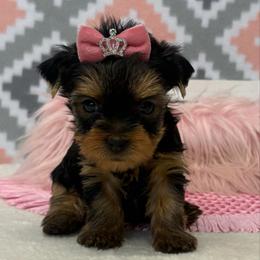 Mia - Blue and gold female Yorkshire Terrier puppy in Monticello, Iowa from Ashley’s Puppies