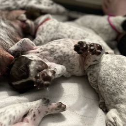 German Shorthaired Pointer Puppies from Bequest German Shorthaired Pointers