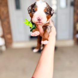 Gucci - Merle male Bernedoodle puppy in West Haven, Utah from Split Mountain Doodles