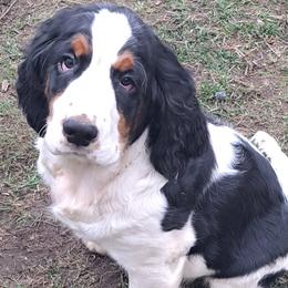 English Springer Spaniels from Colleen Bacon