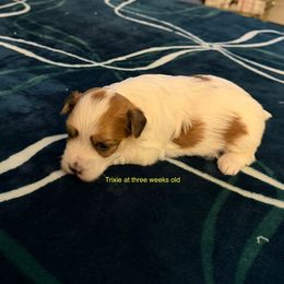 Trixie - Fawn sable female Havanese puppy in Hudson, New York from Havanese of Claverack and Hudson Valley Labradors