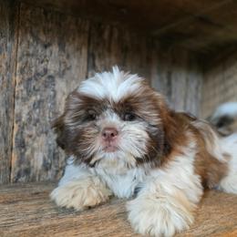 Bruno - Liver and white male Shih Tzu puppy in Mountain Grove, Missouri from Precious Puppies