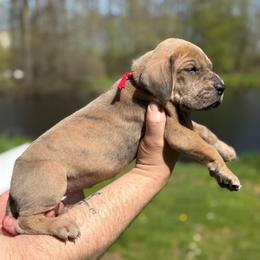 Flora - Brindle female Great Dane puppy in Beulah, Michigan from Northwood Euro Danes and Bassets