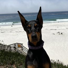 Spirit - Doberman Pinscher