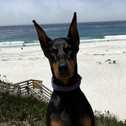 Spirit - Doberman Pinscher