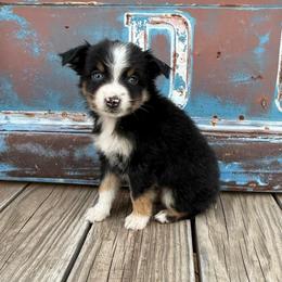 Boy 2 - Black tri male Miniature Australian Shepherd puppy in Ellsworth, Kansas from Flying H Mini Aussies