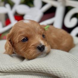 Guinness - Apricot male Cavapoo puppy in Arlington, Texas from Van Haselen Poodles and Doodles