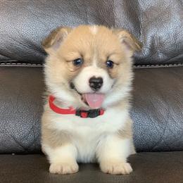 Pembroke Welsh Corgi Puppies from Nunas Corgis
