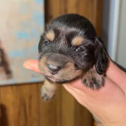 Walker (Russian lines) - Black and cream male Dachshund puppy in Goldthwaite, Texas from Mini Mama Dachshunds