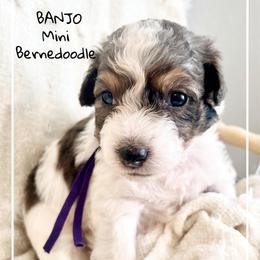 BANJO - Merle male Bernedoodle puppy in Houston, Texas from Pia’s Doodle Poodle Wag