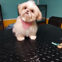 Shih Tzu Puppies from Sweet on Tzu