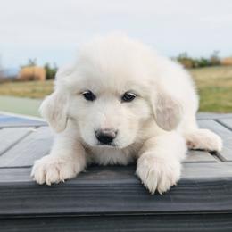 Girl 1 Yellow - White female Great Pyrenees puppy in Yakima, Washington from Naches Heights Ranch