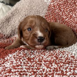 Cavapoo Puppies from Coles Cavapoo’s