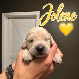Jolene - Yellow - Light golden female Golden Retriever puppy in Eaton Rapids, Michigan from Steele Goldens