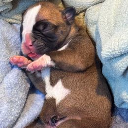 Fawn Female 3 - Fawn female Boxer puppy in Madras, Oregon from BnT Boxers