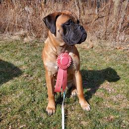 Bullmastiff Puppies from Olive Tree  Bullmastiffs