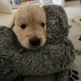 Slime - Golden male Golden Retriever puppy in Frederick, Maryland from Sugarloaf Golden Retrievers (Formerly Vixena Golden Retrievers)