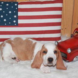 Cole - Lemon and white male Basset Hound puppy in Dover, Arkansas from S&S American Bassets