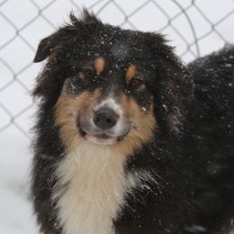 Julie - Australian Shepherd