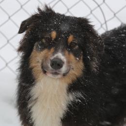 Julie - Australian Shepherd